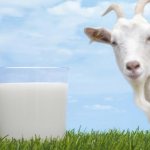 difference between goat milk and cow milk