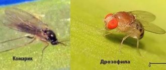 Differences between fungus gnats and fruit gnats