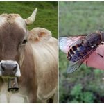Gadfly and cows