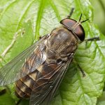 Gadfly: damage and consequences of a bite
