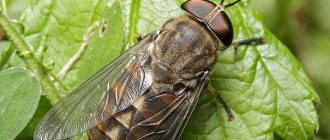 Gadfly: damage and consequences of a bite