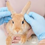 Parasitic diseases are common in many animals, including rabbits