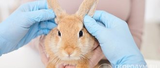 Parasitic diseases are common in many animals, including rabbits