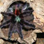 Are tarantula spiders and tarantulas the same thing?