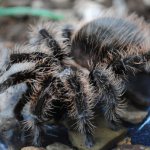 Tarantula spider - description, where it lives, what it looks like, how long it lives, is it dangerous?