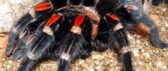 паук-птицеед - самый крупный паук на планете