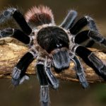 Tarantula spider: types and characteristics