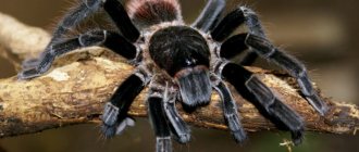 Tarantula spider: types and characteristics