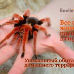 tarantula spider