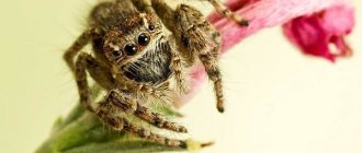 Spider-jumper-Description-features-species-lifestyle-and-habitat-of-jumper-15