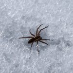 Spider in winter