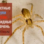 Spiders of Russia