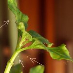 Spider mites: how to fight indoor plants with folk and store-bought remedies, types of drugs, treatment rules, prevention