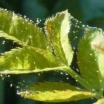 Spider mite on a plant
