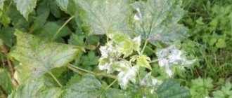 Spider mites on currants: what threat does they pose?