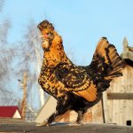 Pavlova chicken