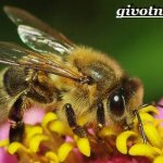 Пчела-насекомое-Образ-жизни-и-среда-обитания-пчелы-1