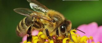 Bee-insect-lifestyle-and-habitat-of-a-bee-1