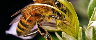 Bee-insect-Description-features-species-lifestyle-and-habitat-of-bees-1
