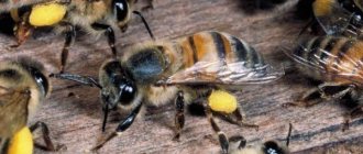 Пчёлы несут мёд