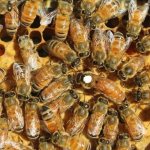 Buckfast bees