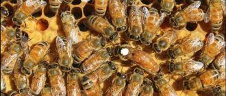 Пчелы породы Бакфаст
