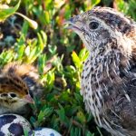 Quail, chick and eggs