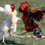 Roosters fight photo