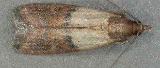 food moth
