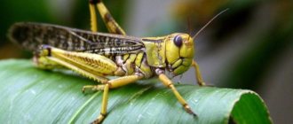 food from locusts, meal from grasshoppers