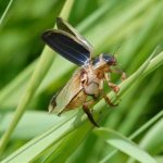 Плавунец-жук-насекомое-Описание-особенности-виды-образ-жизни-и-среда-обитания-плавунца-11