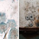 Mold has a fast growth rate