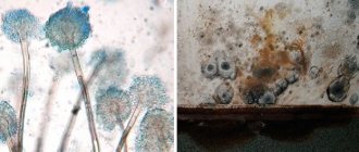 Mold has a fast growth rate