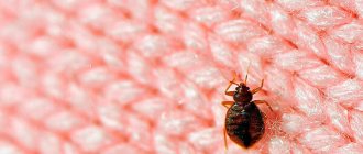 Bedbugs move slowly on such clothes, but on a smooth floor they can run at a speed of several meters per minute.