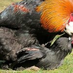 Why are chickens spayed and neutered?