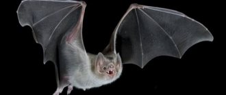Why do bats fly into the apartment?