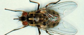 This article will tell you why flies begin to bite closer to autumn.