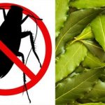 Why are cockroaches afraid of bay leaves?