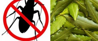 Why are cockroaches afraid of bay leaves?