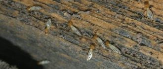 subterranean termites: photo