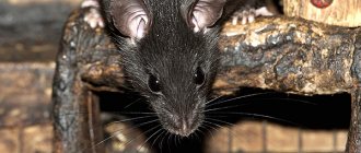 Let&#39;s talk about the interesting features of the life of black rats and the relationship of these rodents with human civilization...
