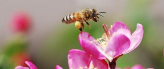 полезные насекомые пчелы
