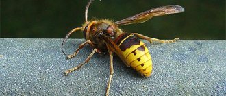 Let&#39;s try to figure out what is the best remedy to choose against wasps and hornets if these insects begin to pester you in your dacha or apiary...