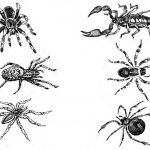Popular types of spiders living in the Krasnodar region