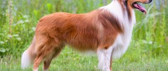 collie breed