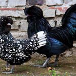 Paduan chicken breed