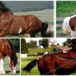 Clydesdale horse breed