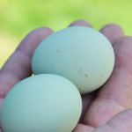 Породы кур с голубыми яйцами