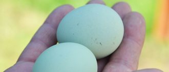 Породы кур с голубыми яйцами