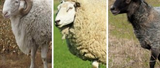 Sheep breeds